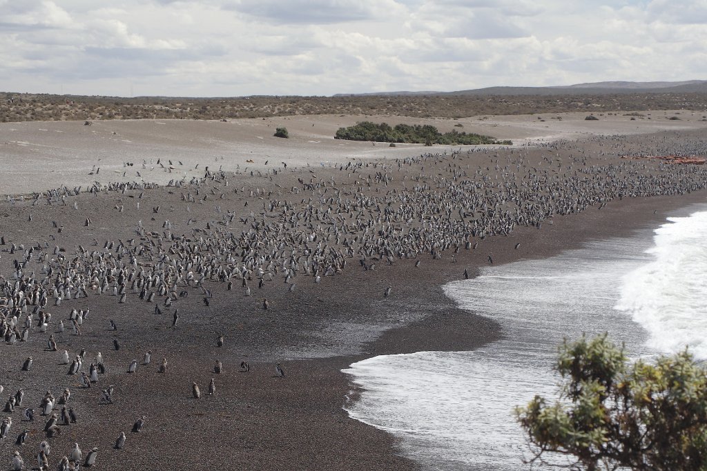 13-Lots Magallan's penguins on the beach.jpg - Lots Magallan's penguins on the beach